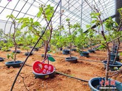 （乡村行·看振兴）一颗小樱桃，融合农文旅